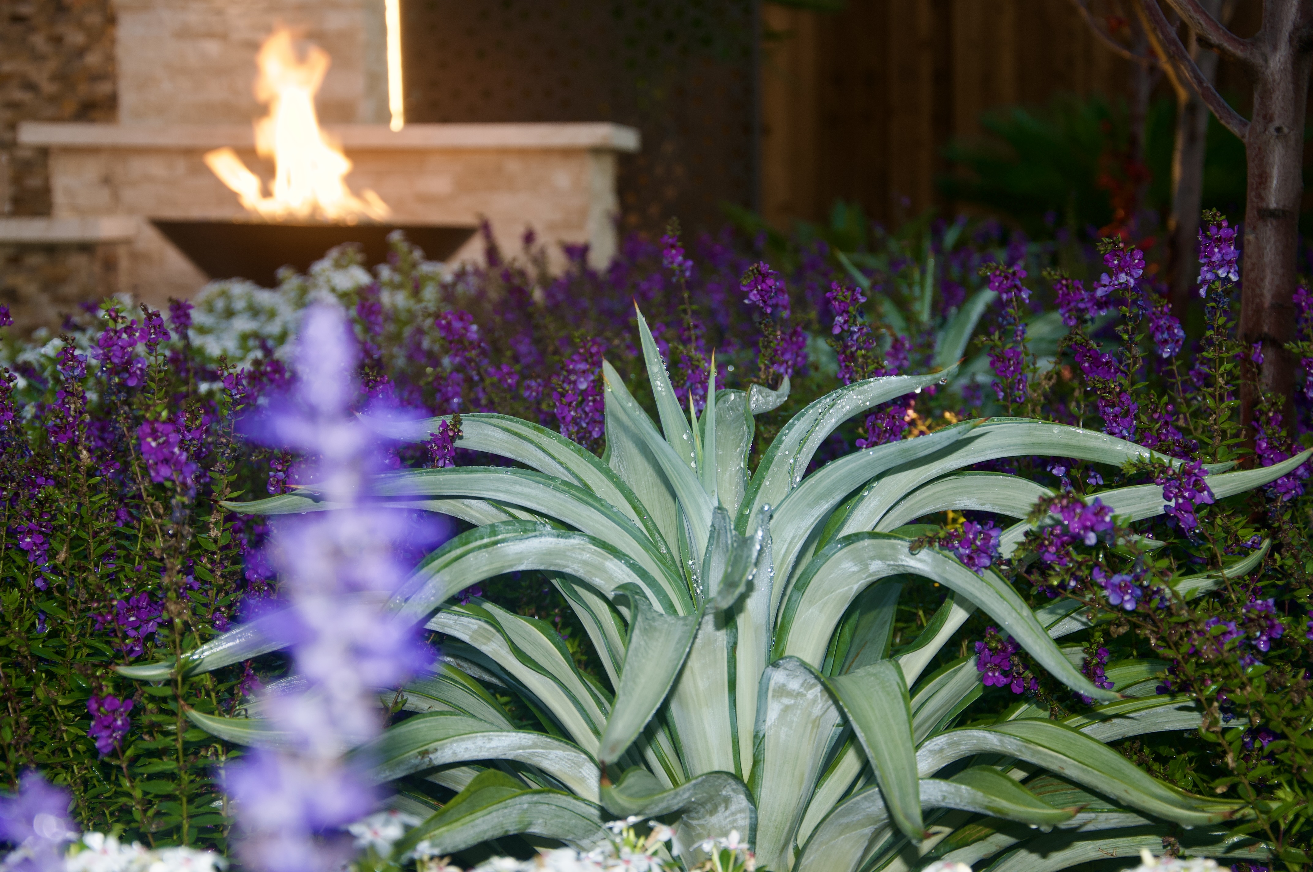 A large variegated succulent plant with water droplets is surrounded by purple flowers in a garden bed. A stone fire feature with active flames is visible in the background.